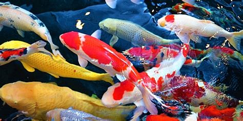 紅白鯉魚|錦鯉の種類 人気品種は？錦鯉の違い・見分け方を徹底解説！ 